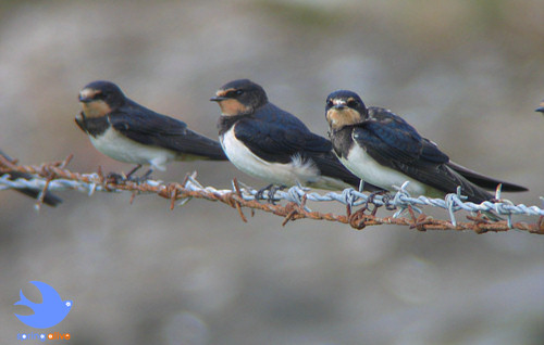 Hazatértek a füsti fecskék! Figyeljük őket!