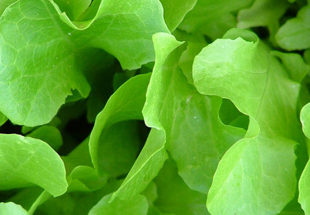 Krizantém: ha ezekre figyelsz, tele lesz virággal