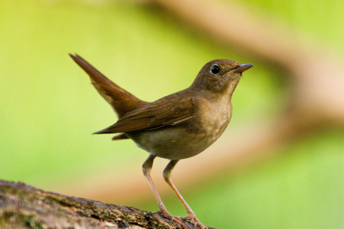 Idén is dalolnak nekünk a fülemülék