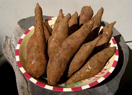 Hogyan neveljünk inkagumót?