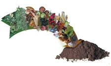 Krizantém: ha ezekre figyelsz, tele lesz virággal