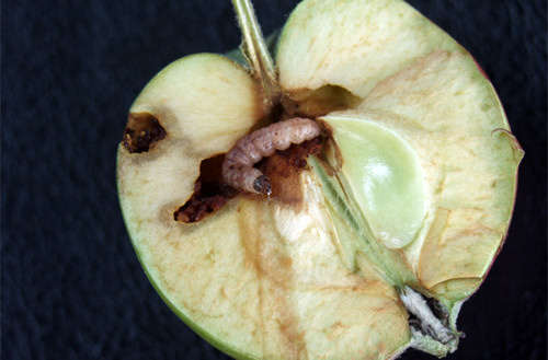 Krizantém: ha ezekre figyelsz, tele lesz virággal