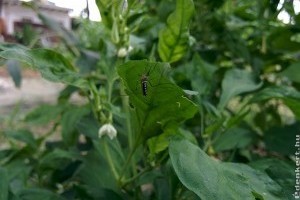 Permetezhetünk saját kertünkben a szúnyogok ellen?