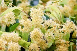 Gyűjtsünk hársfavirágot: így álljunk neki!