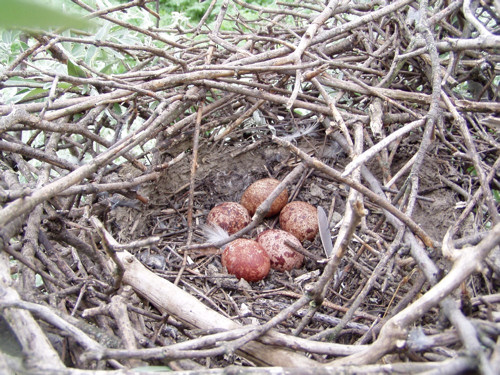 Kék vércsék újra itthon - nézz szép képeket