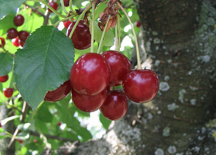 Krizantém: ha ezekre figyelsz, tele lesz virággal