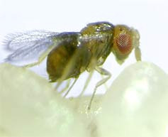 Petefürkész darazsakkal a zöldségféléket károsító lepkék ellen