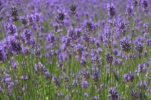 Tihanyi Levendula Fesztivál