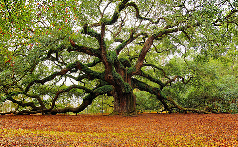 Krizantém: ha ezekre figyelsz, tele lesz virággal