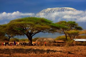 Miért szeretjük a fákat?