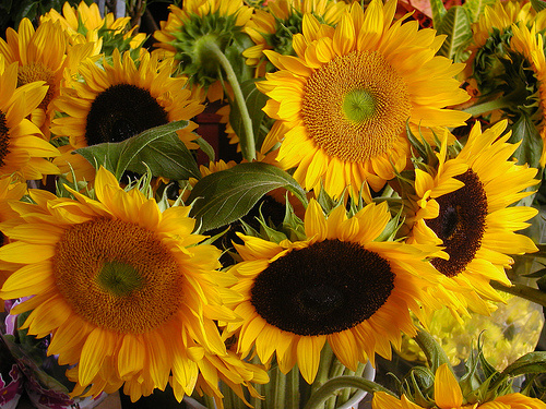 Krizantém: ha ezekre figyelsz, tele lesz virággal