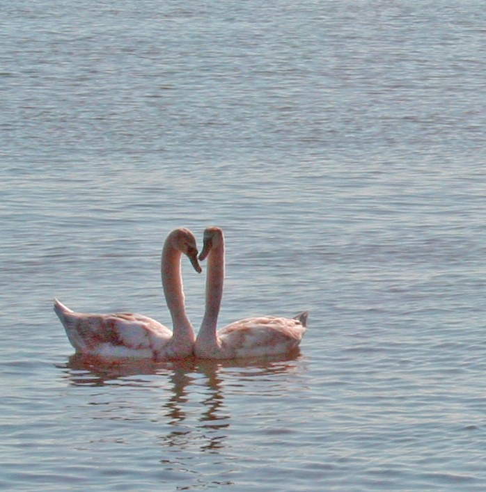 Krizantém: ha ezekre figyelsz, tele lesz virággal