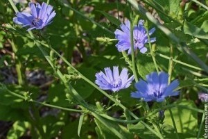 Cikória: útszéli gyomból kávé és salátakülönlegesség