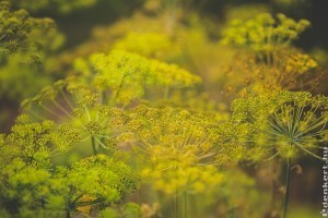 Kapor vetése: ha ezekre figyelsz, akkor gyönyörű lesz!