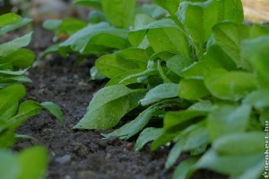 Spenót termesztése egyszerűen: pici helyen is szépen terem