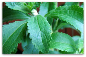 Krizantém: ha ezekre figyelsz, tele lesz virággal