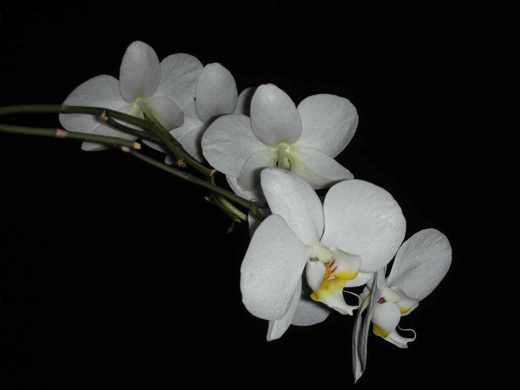 Krizantém: ha ezekre figyelsz, tele lesz virággal