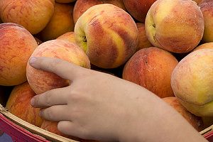 Őszibarack, kajszi és szilva szedd magad - 2010