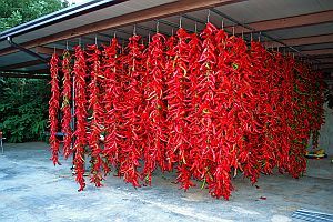 Miért csíp a pirospaprika?