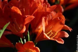 Így gondozd a klíviát télen, hogy virágba boruljon!