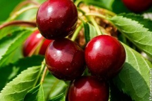 Zabpelyhes-meggyes sütemény és cseresznyés sajttorta