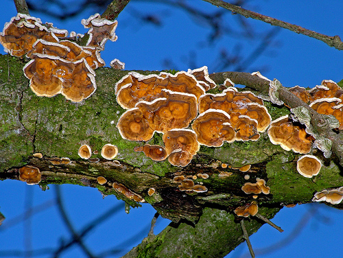 Krizantém: ha ezekre figyelsz, tele lesz virággal