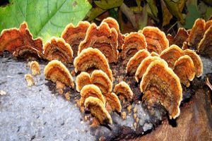 Taplógomba - mit tehetünk ellene?