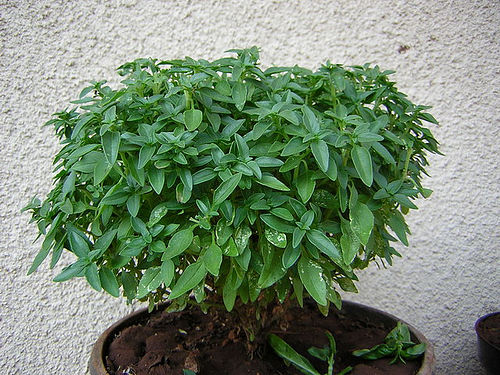 Krizantém: ha ezekre figyelsz, tele lesz virággal