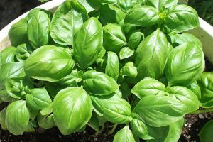 A kerti Bazsalikom (Ocimum Basilicum) gyógyhatása