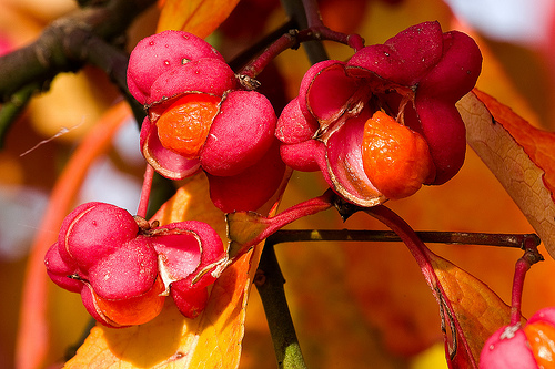 Krizantém: ha ezekre figyelsz, tele lesz virággal
