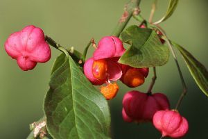 "Klikkelj a fákért" kampány