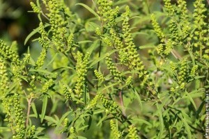 Mi is a Parlagfű? Van remény az allergiások számára?