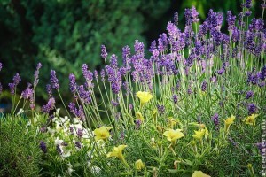 Illatos növények: használjuk ki jótékony hatásukat