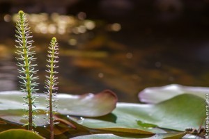 Milyen növényt ültessünk a kerti tóba?- Mocsári növények