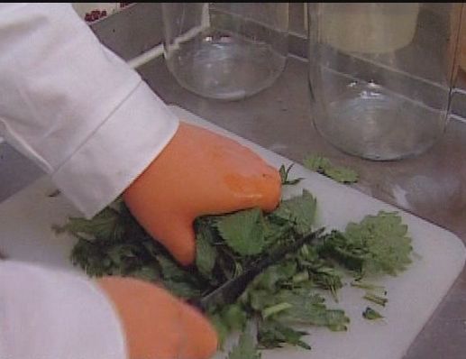 Krizantém: ha ezekre figyelsz, tele lesz virággal