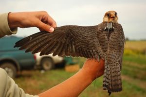 Műholdakkal a kék vércsék nyomában!