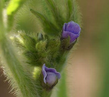 Krizantém: ha ezekre figyelsz, tele lesz virággal