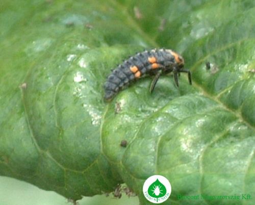 Krizantém: ha ezekre figyelsz, tele lesz virággal