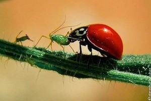 Zöldségfélék biológiai növényvédelme: levéltetű, burgonyabogár, tripsz