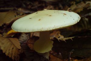 Gyilkos szépségek - a mérges gomba