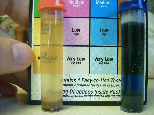 Krizantém: ha ezekre figyelsz, tele lesz virággal