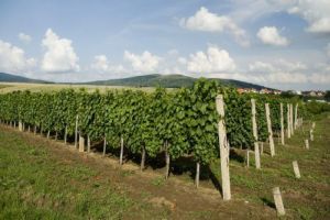 Borkóstoló-Illatos mátrai borokkal frissíthetjük magunkat nyáron!