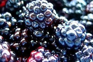 Szederrel szemezni és rezgő ribizlivel? Vers helyett - Piaci körkép