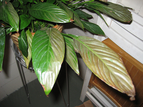 Krizantém: ha ezekre figyelsz, tele lesz virággal