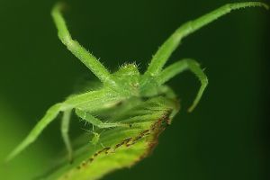 Pár dolog, amit fontos tudni a levéltetvekről!