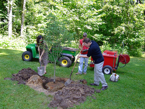 Krizantém: ha ezekre figyelsz, tele lesz virággal