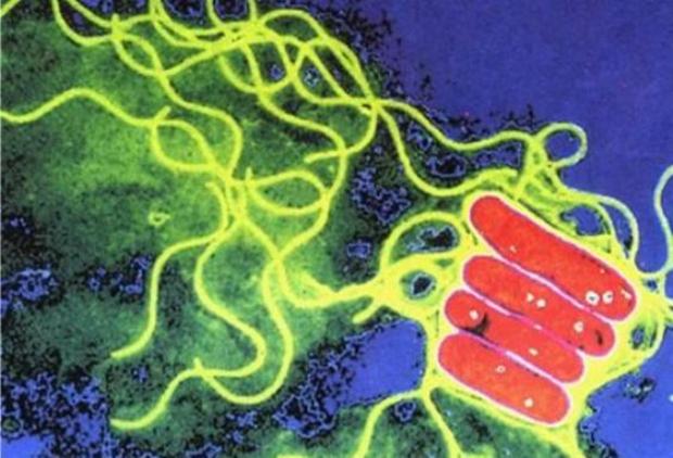 Krizantém: ha ezekre figyelsz, tele lesz virággal