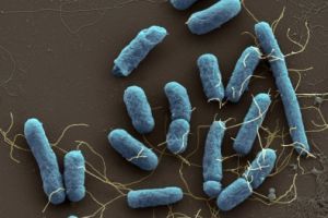 Milyen élőlények vannak a testünkön?