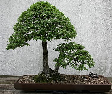 Krizantém: ha ezekre figyelsz, tele lesz virággal