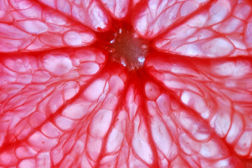 Krizantém: ha ezekre figyelsz, tele lesz virággal